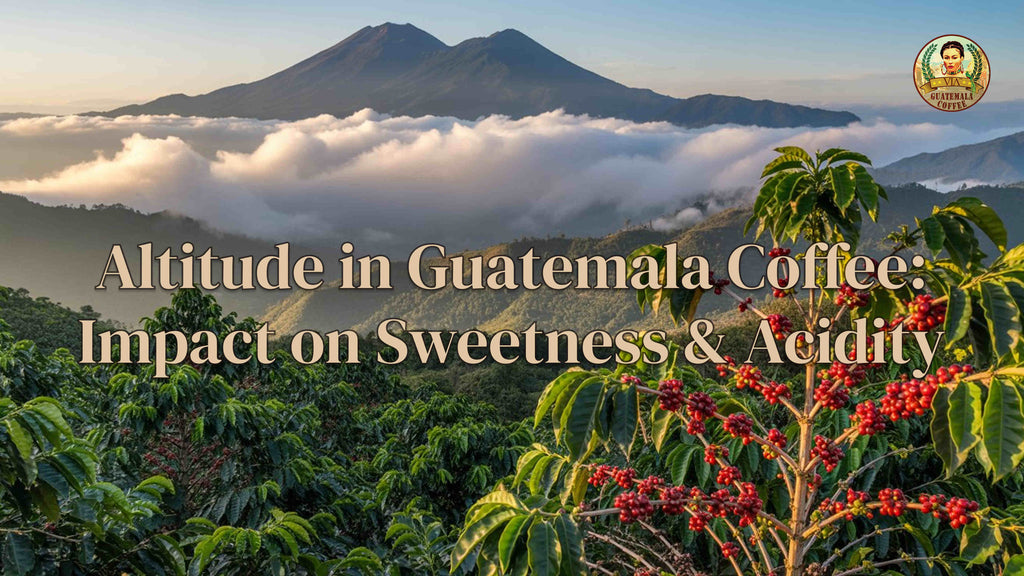 Altitude in Guatemala Coffee: Impact on Sweetness & Acidity