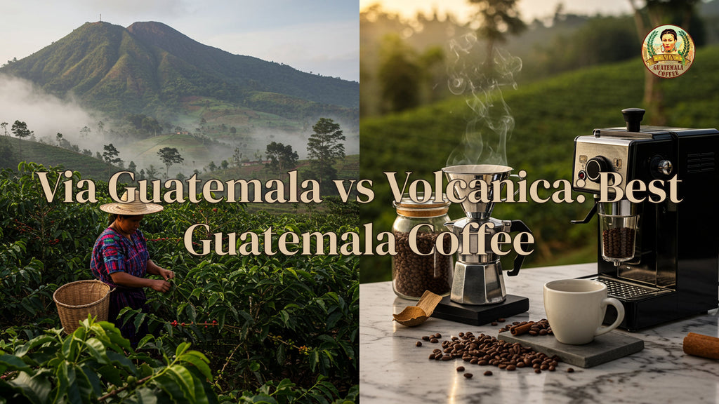 Via Guatemala vs Volcanica: Best Guatemala Coffee 2025
