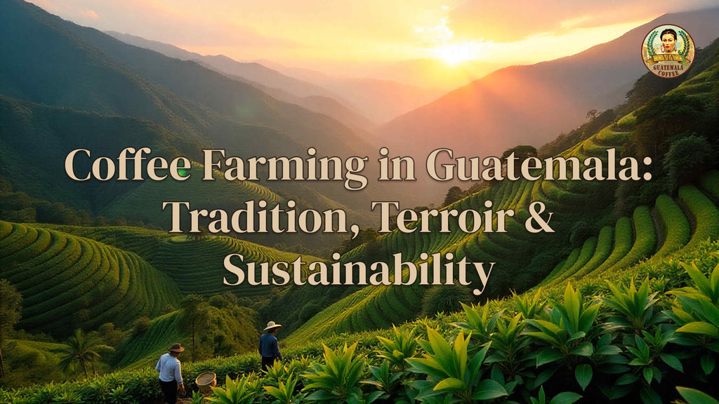 Coffee Farming in Guatemala: Tradition, Terroir & Sustainability