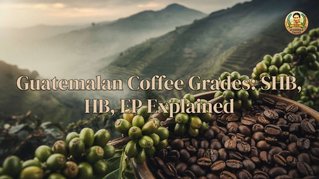 Guatemalan Coffee Grades: SHB, HB, EP Explained (2026)
