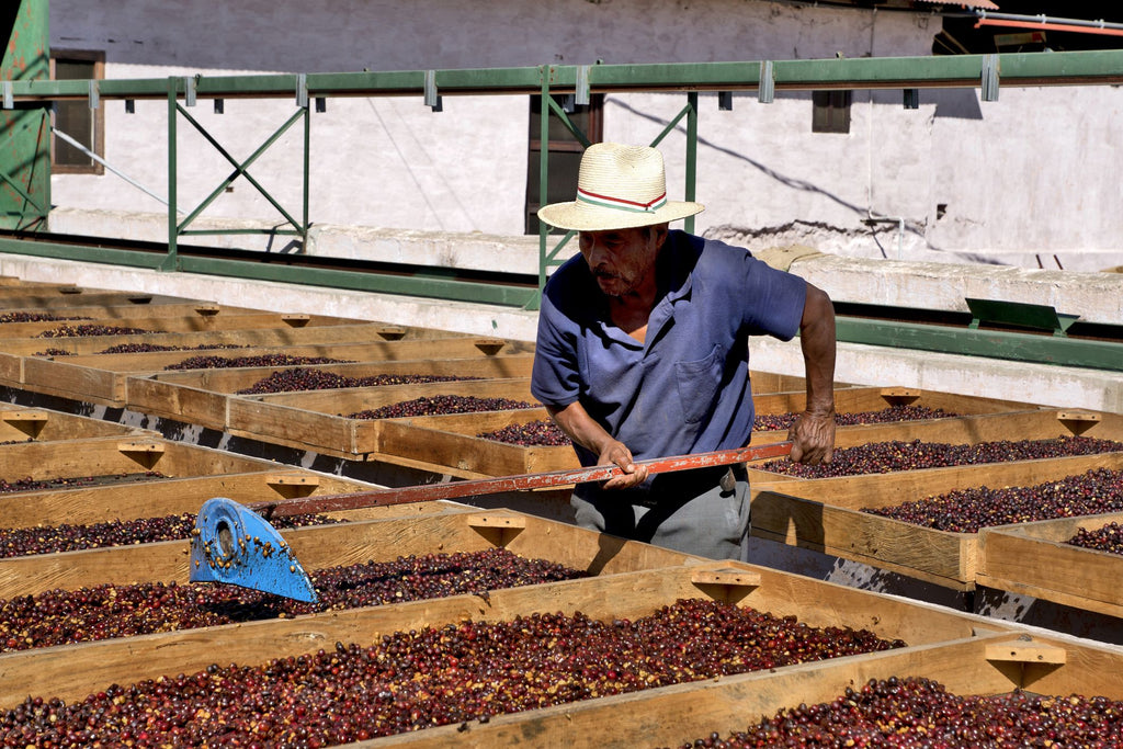 What Makes Guatemalan Coffee Unique?