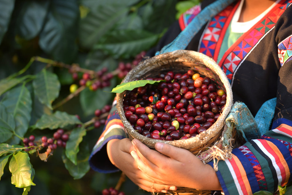 What Makes Guatemala Coffee Different From Other Coffee Beans