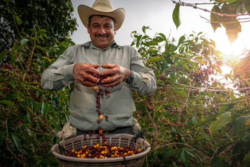 Why Via Guatemala Coffee Is Good For You (Not Just Tasty)