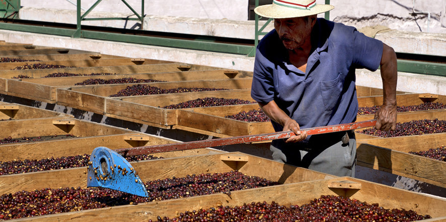 Via Guatemala Coffee