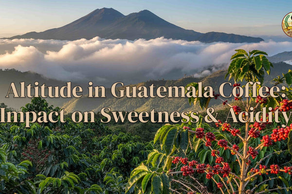 Altitude in Guatemala Coffee: Impact on Sweetness & Acidity