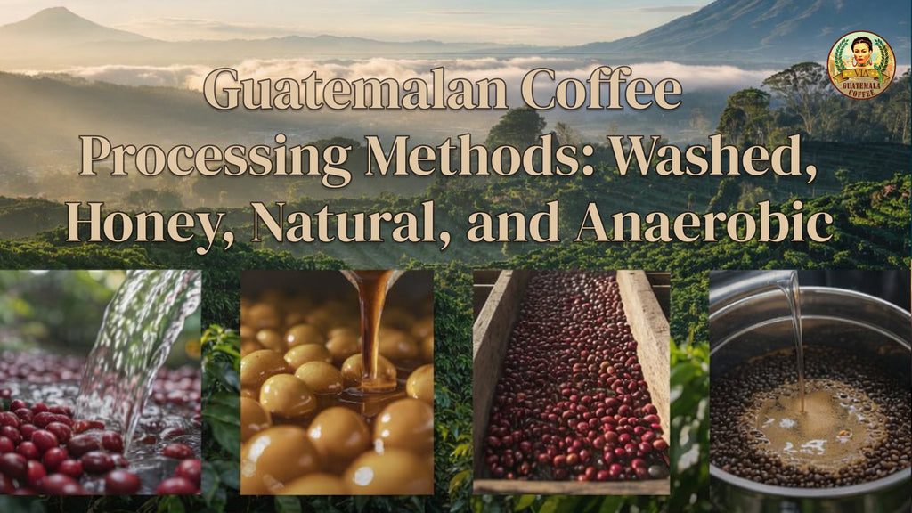 Guatemalan Coffee Processing Methods: Washed, Honey, Natural, and Anaerobic