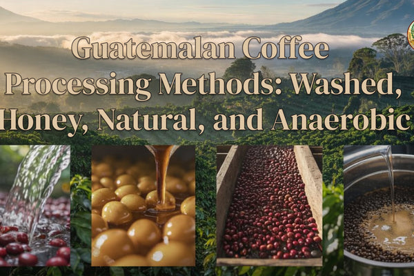 Guatemalan Coffee Processing Methods: Washed, Honey, Natural, and Anaerobic