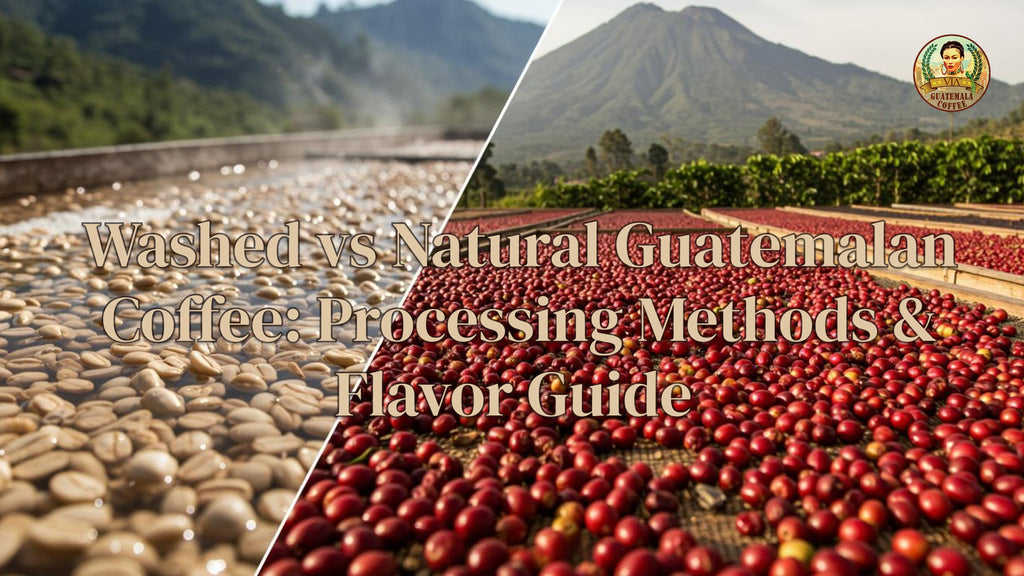 Washed vs Natural Guatemalan Coffee: Processing Methods & Flavor Guide
