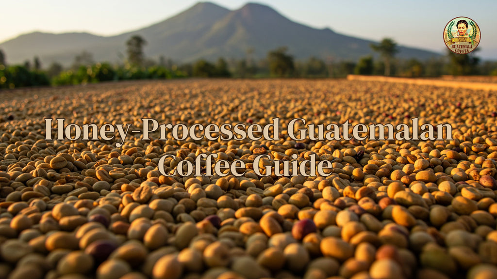 Honey-Processed Guatemalan Coffee: Guide to This Sweet Processing Method&nbsp;