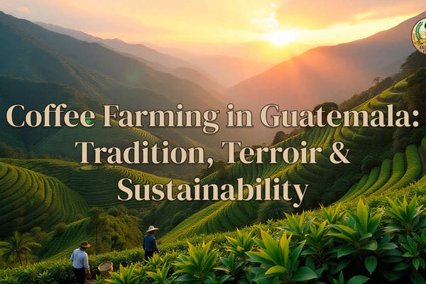 Coffee Farming in Guatemala: Tradition, Terroir &amp; Sustainability
