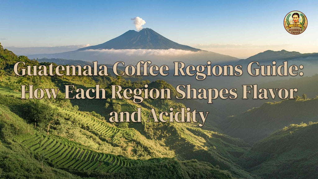 Guatemala Coffee Regions Guide: How Each Region Shapes Flavor and Acidity