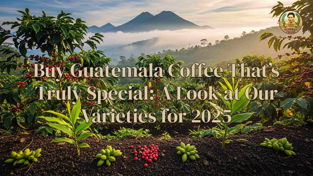 Buy Guatemala Coffee That’s Truly Special: A Look at Our Varieties for 2025
