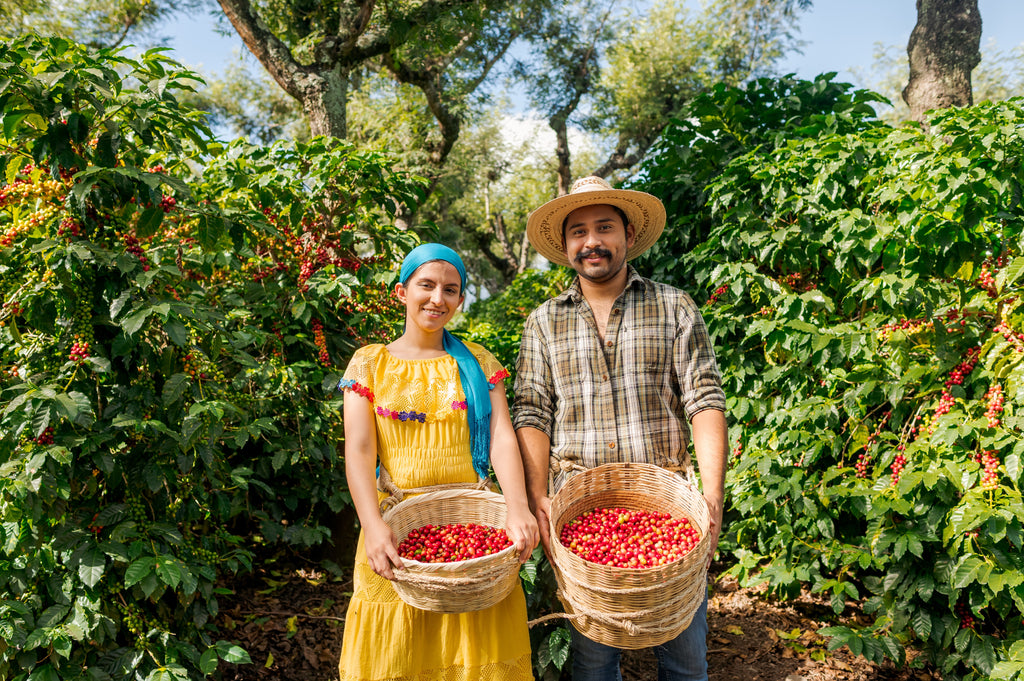 Where Can I Buy Guatemala Coffee Beans For The Best Quality